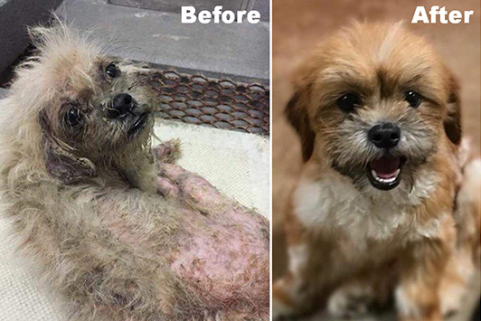 Before And After Photo Of Rescue Dog