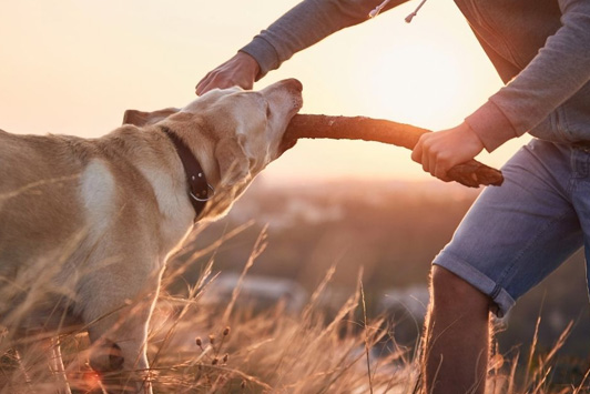 Safe Rawhide Alternatives for Dogs: What to Look For