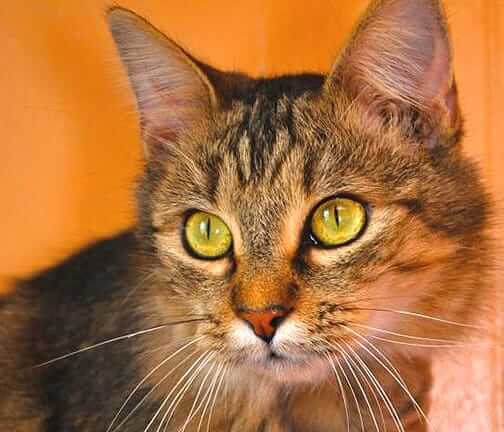 Dr. Jane Foundation Awards TLC Humane Society
