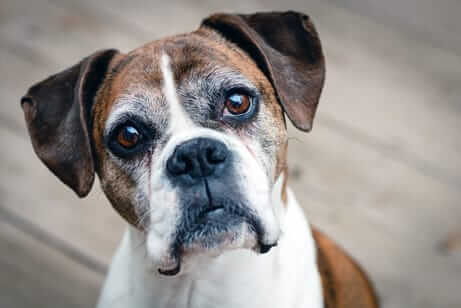 Dr. Jane Foundation Supports Senior Dog Sanctuary