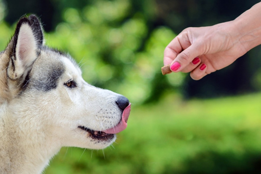 Superfoods for Dogs: Can Your Dog Eat Them Too?