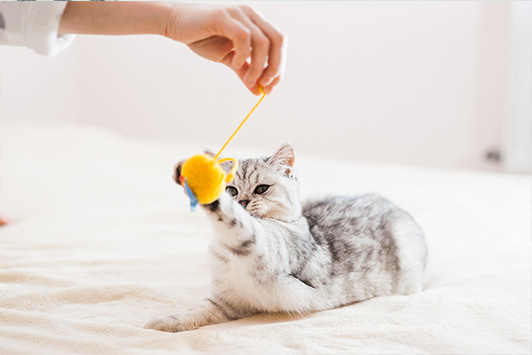 Green Lipped Mussel for Dogs: Joint Health Benefits & Natural Supplement