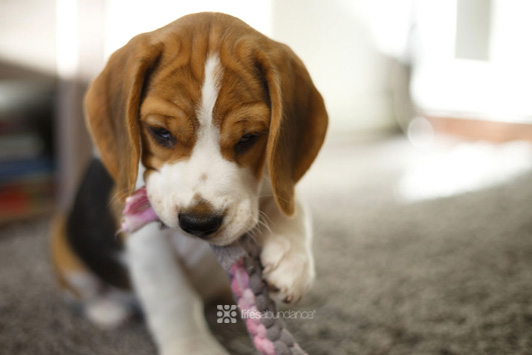 Puppy Behavior Guide: 5 Common Issues and Solutions