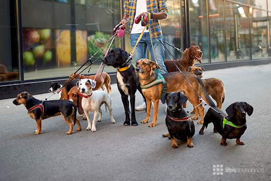 Top Dog Breeds at Risk of Dental Disease