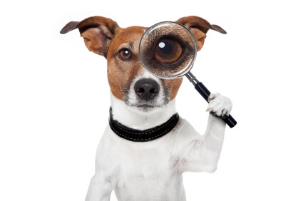 Common Dog Myths Debunked by a Veterinarian