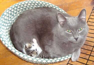 Tabby Town USA: Small-Town Cat Rescue with a Huge Heart