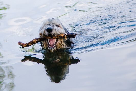 Happy Dog Fetching Stick in Lake