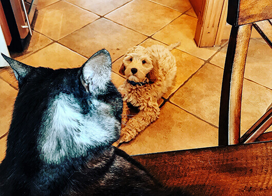 Dakota-and-Kitty