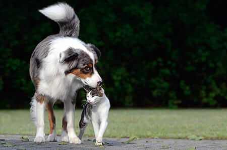 Dog Rescue Funding Round: New Grant Recipients