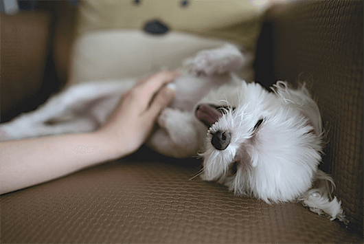 scritches