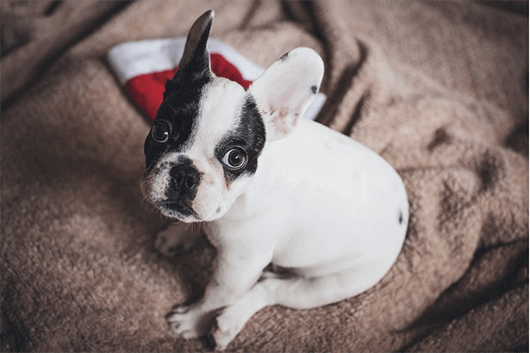 French-Bulldog-Santa