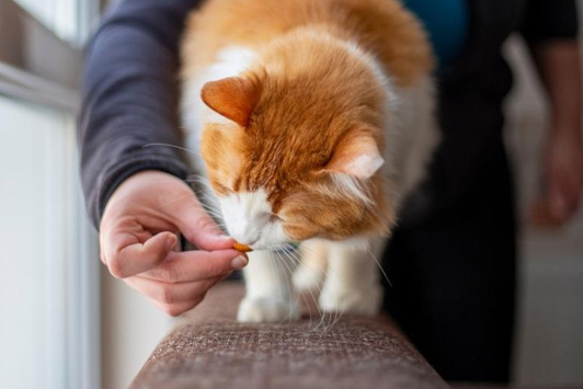 How to Transition Your Dog's Food Safely