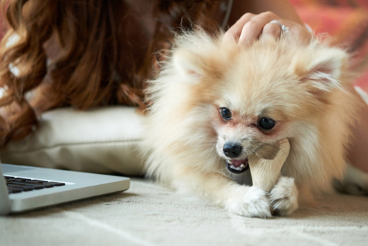 dog chewing on bone