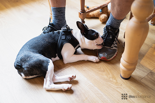 Why Do Dogs Chew? How Bully Sticks Can Help
