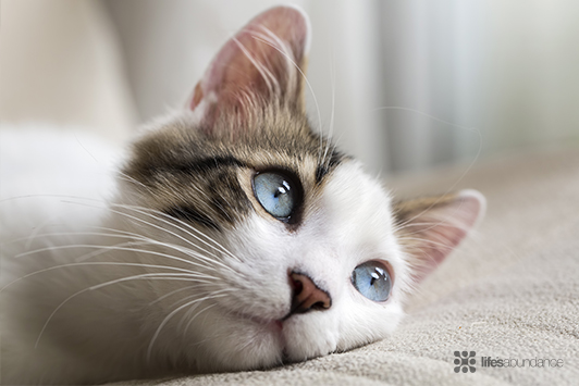 How Cats See the World: Understanding Feline Vision