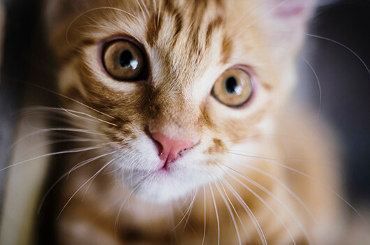 orange-tabby-close-up