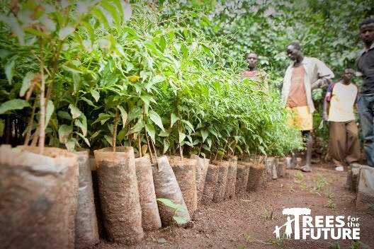 Trees-for-the-Future