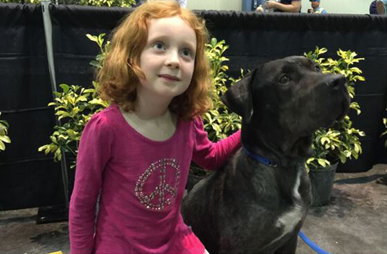 Record 334 Dogs Adopted at Massive Adoption Event