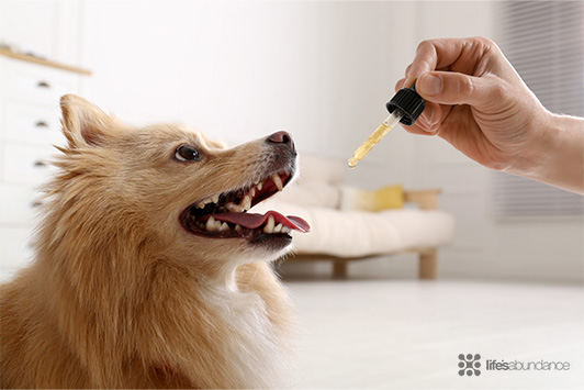 Holistic Therapies for Dogs and Cats: Fish Oil, Acupuncture, and Herbal Medicine