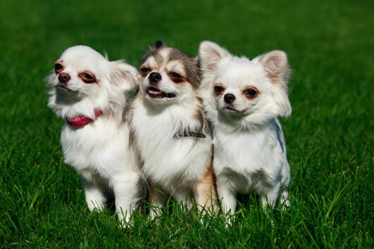 three-white-dogs