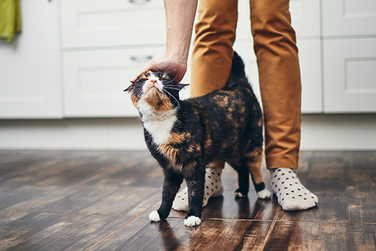 Cat Being Pet In Kitchen