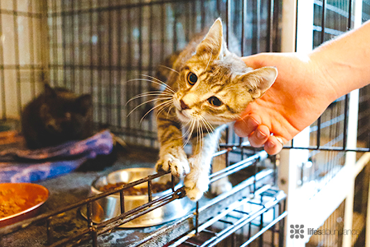 cat poking head out of crate at pet rescue