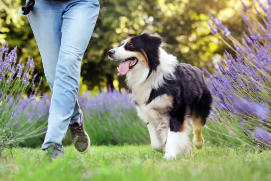L-Carnitine for Dogs: How It Supports Healthy Weight Loss