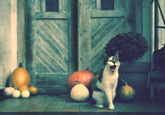frightening-feline