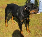 Rising Star Rottweiler Rescue