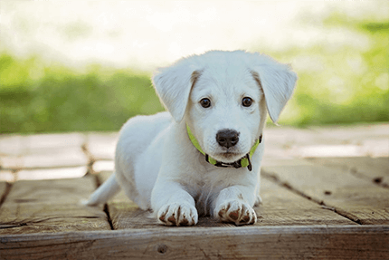 Blonde-Lab