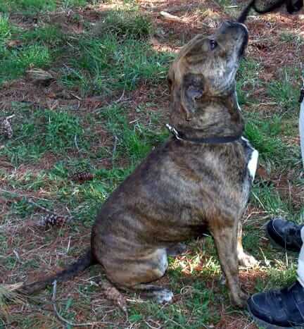Diesel