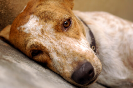 Understanding and Managing Stress in Dogs and Cats