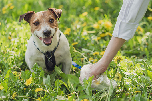 Owner picking up dog poo