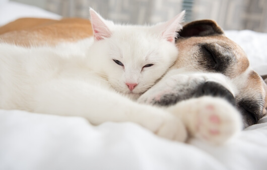 Dog And Cat Safe At Home Thanks To Pet Fire Safety Guidelines