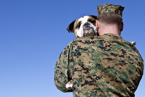 Dogs in the military
