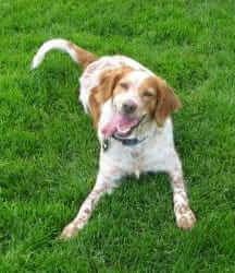 How Seniors and Senior Dogs Both Benefit from Rescue