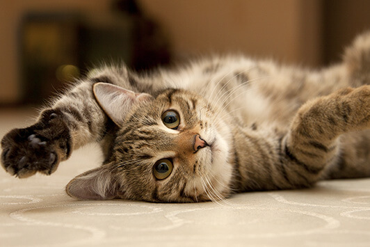 Cute Kitten Wants To Play