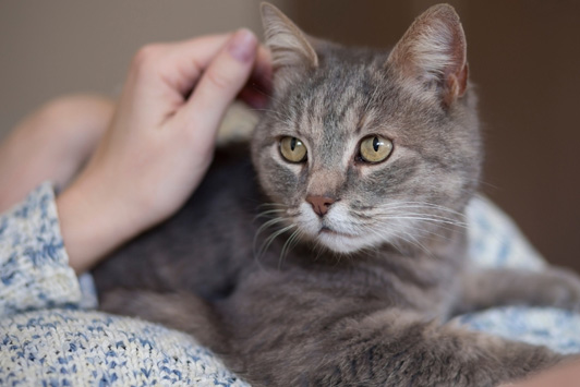 person petting cat