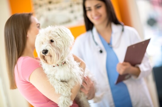 dog-at-vet