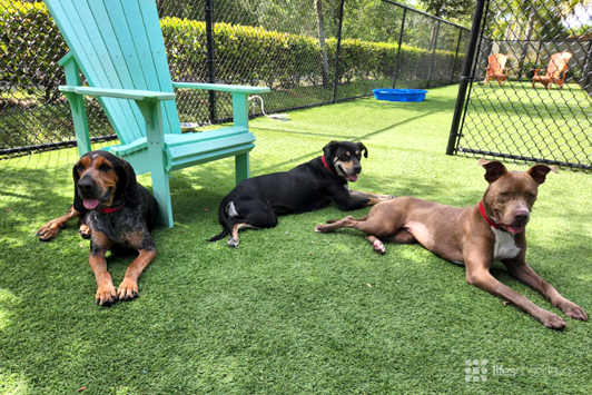 dogs sitting in the grass at Dogs rescue