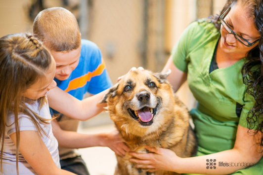 8 Ways to Help Dog and Cat Rescues This Holiday Season