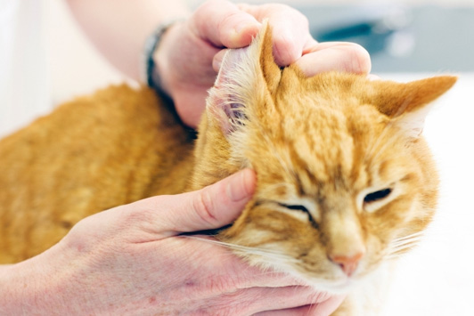 cat at vet getting ear cleaned