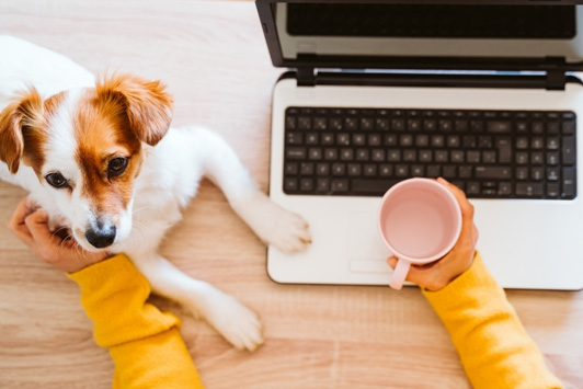dog sitting next to laptop