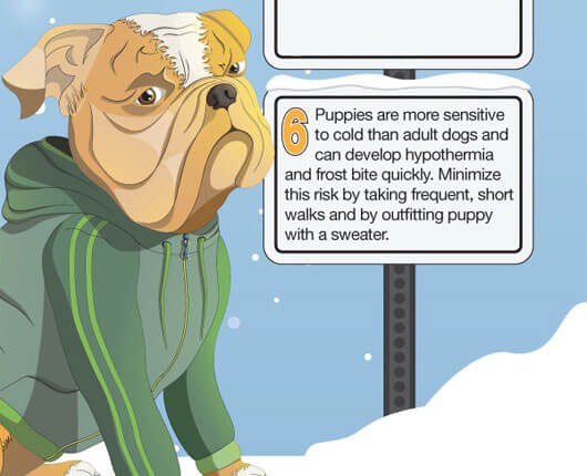 Winter Dangers for Dogs: 6 Safety Hazards