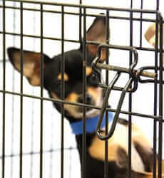 75 Dogs Surrendered to Florida Shelter: How We Helped