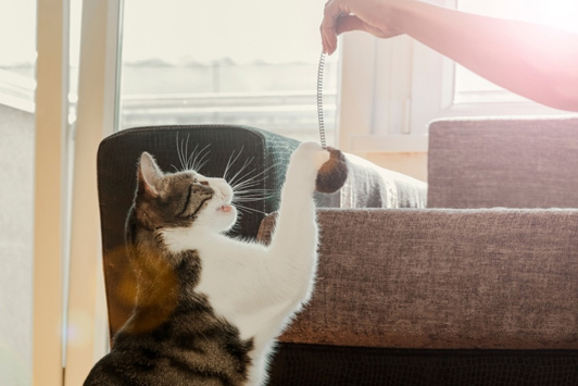 How to Help an Underweight Dog Gain Weight Safely