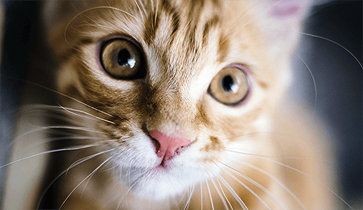 kitten-big-eyes