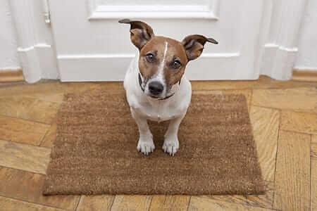 Safe Cleaning: Detox Your Home for Dogs and Cats