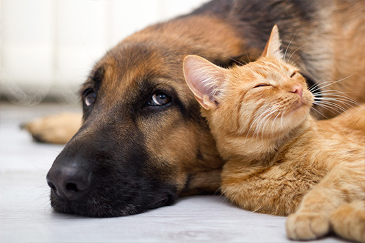 Foster Dog And Cat Laying Together
