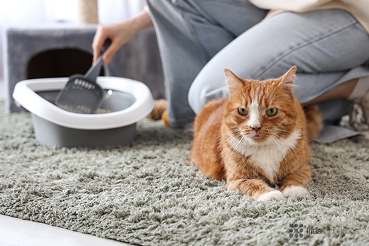 UTI in Cats: 3 Tips Every Cat Owner Must Know
